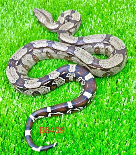 jibóia boa constrictor.